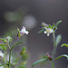 Petite Linaire-Chaenorhinum minus (2)