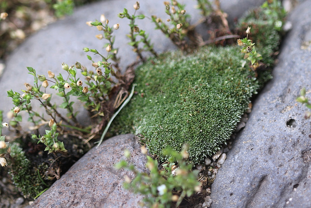 Bryum argenteum