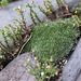 Bryum argenteum