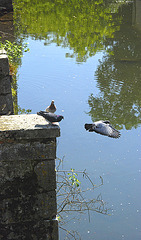 Plongeon avant , on frise l'excellence