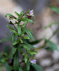 Petite Linaire-Chaenorhinum minus (5)