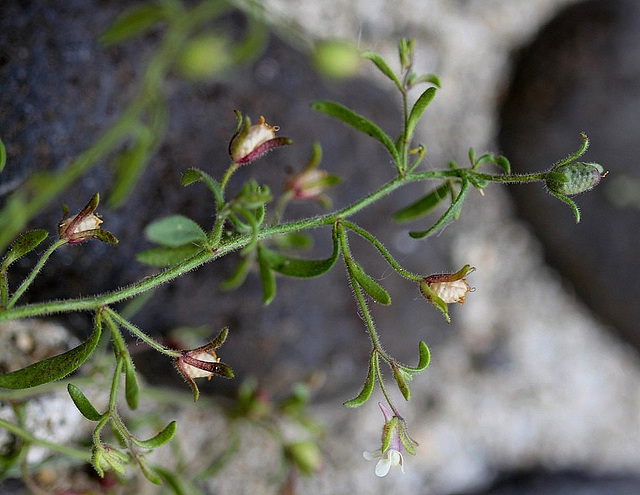 Petite Linaire-Chaenorhinum minus (4)