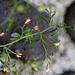 Petite Linaire-Chaenorhinum minus (4)