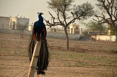 Rajasthan Peacock 7am on fence