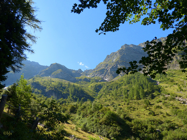 Les arbres se font de plus en plus rares...