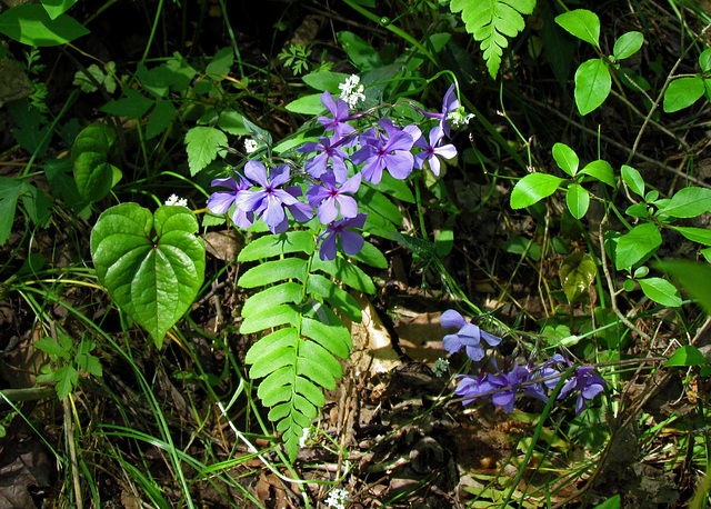 Wild Phlox