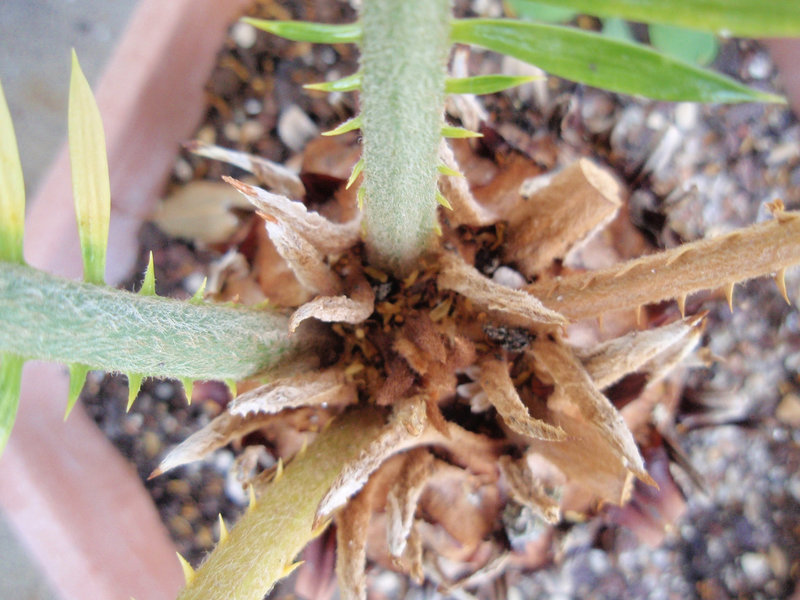 cycas révoluta P6052035