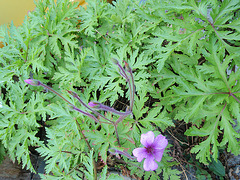 géranium de madére P6052050