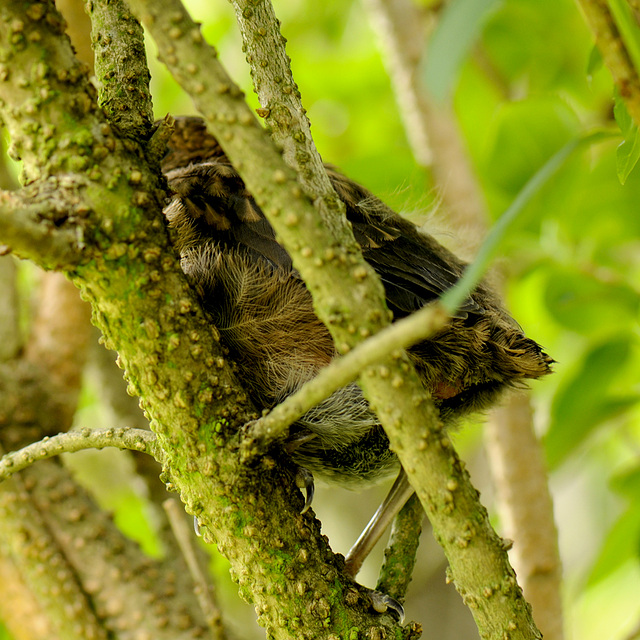 junge Amsel - winziges Stummelschwänzchen