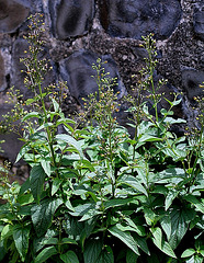 Scrophularia nodosa