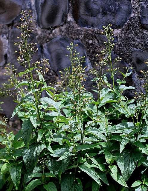 Scrophularia nodosa