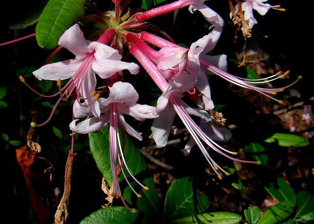 Azalea canescens - Varnadoe's pink