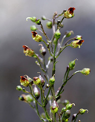 Scrophularia nodosa (2)