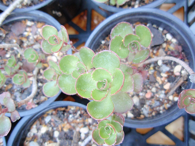 sédum spurium P6052039