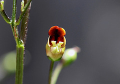 Scrophularia nodosa (3)