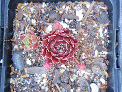 sempervivum P6052043