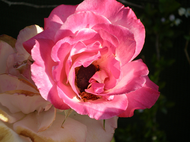 Rosa de mi jardín con sorpresa