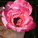 Rosa de mi jardín con sorpresa