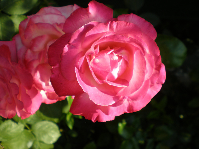 Rosa de mi jardín