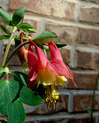 Wild Columbine