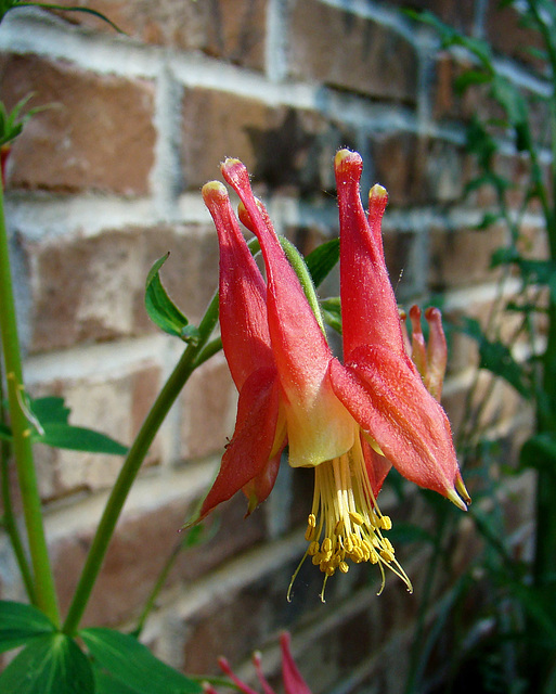 Wild Columbine