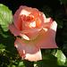 Rosa de mi jardín