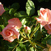 Rosas de mi jardín
