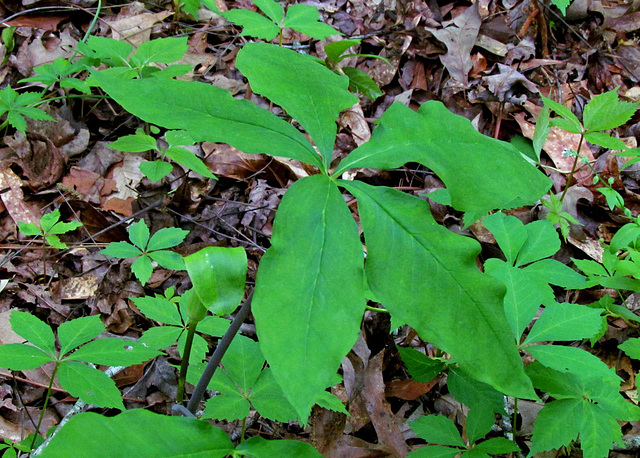 Southern Jack-in-the-pulpit