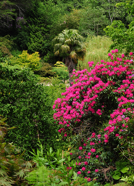 Powerscourt Japanese Gardens