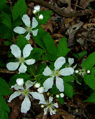 Blackberry Flowers