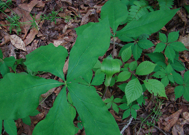 Southern Jack-in-the-pulpit