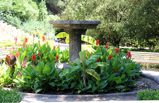 cannas autour d'une fontaine