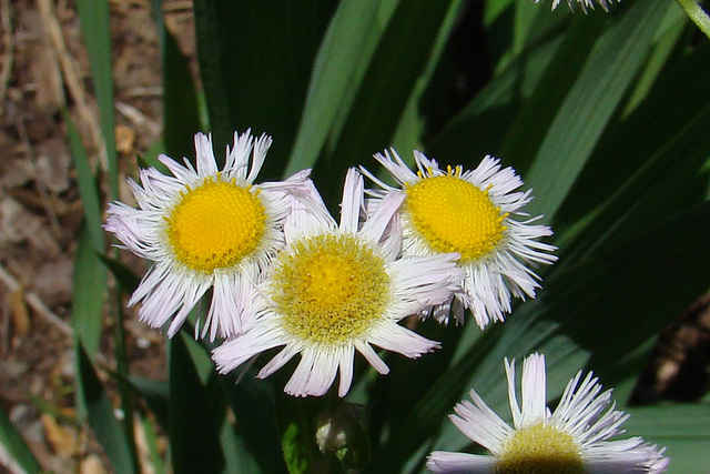 Daisy Fleabane