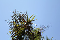 Cordyline australis en fleur