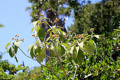 Solanum mauritianum