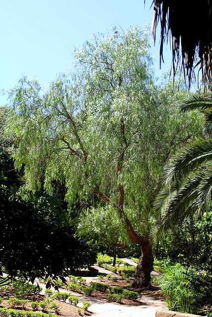 Schinus molle dans le jardin des aromatiques