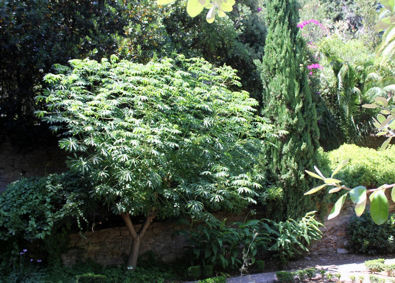 Manihot esculenta -carthaginensis- Un Manioc