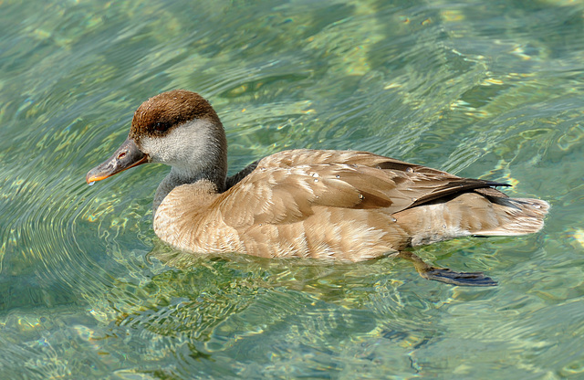 Nette rousse