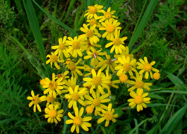 Golden Ragwort