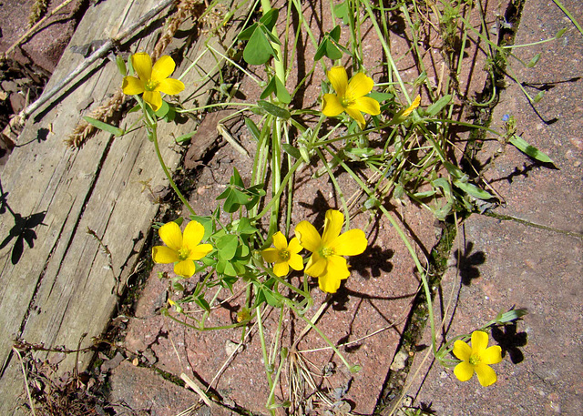 Oxalis