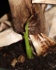 rejet Musa acuminata sumatrana