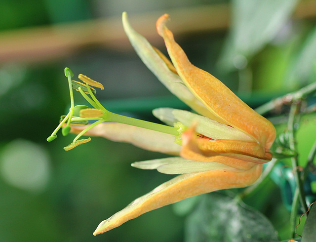 Passiflora aurantia