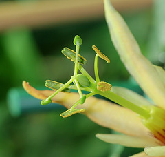 Passiflora aurantia 4