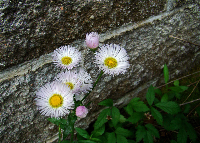 Daisy Fleabane