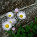 Daisy Fleabane