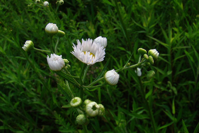 Wildflower/Weed