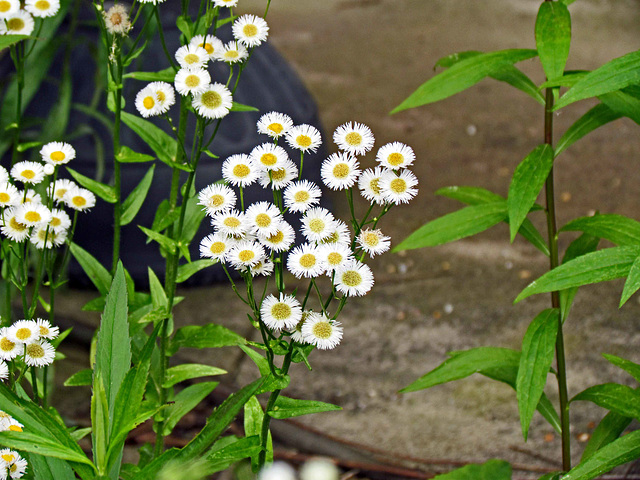 Daisy Fleabane