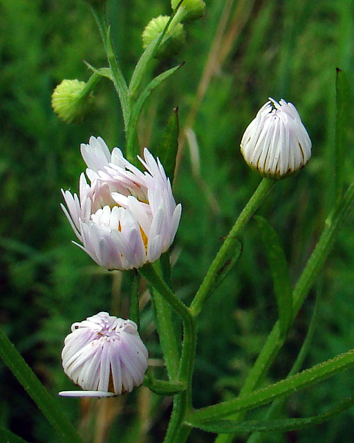 Wildflower/Weed