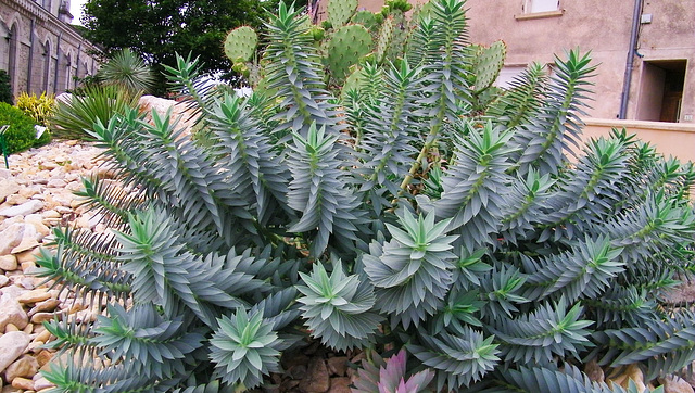 Plantes grasses