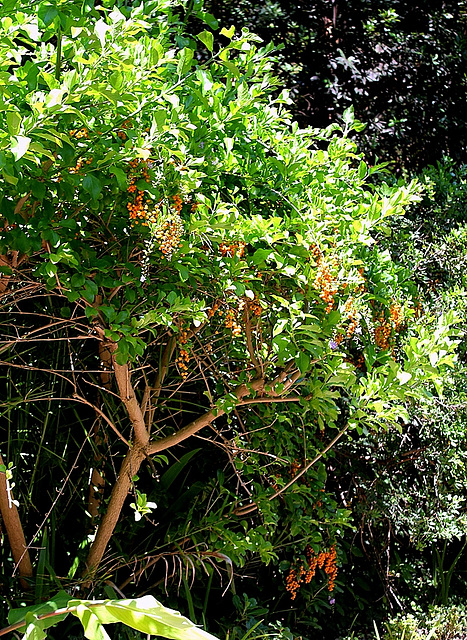 Duranta erecta ( = repens)